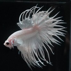 画像5: CT　ホワイト (5)