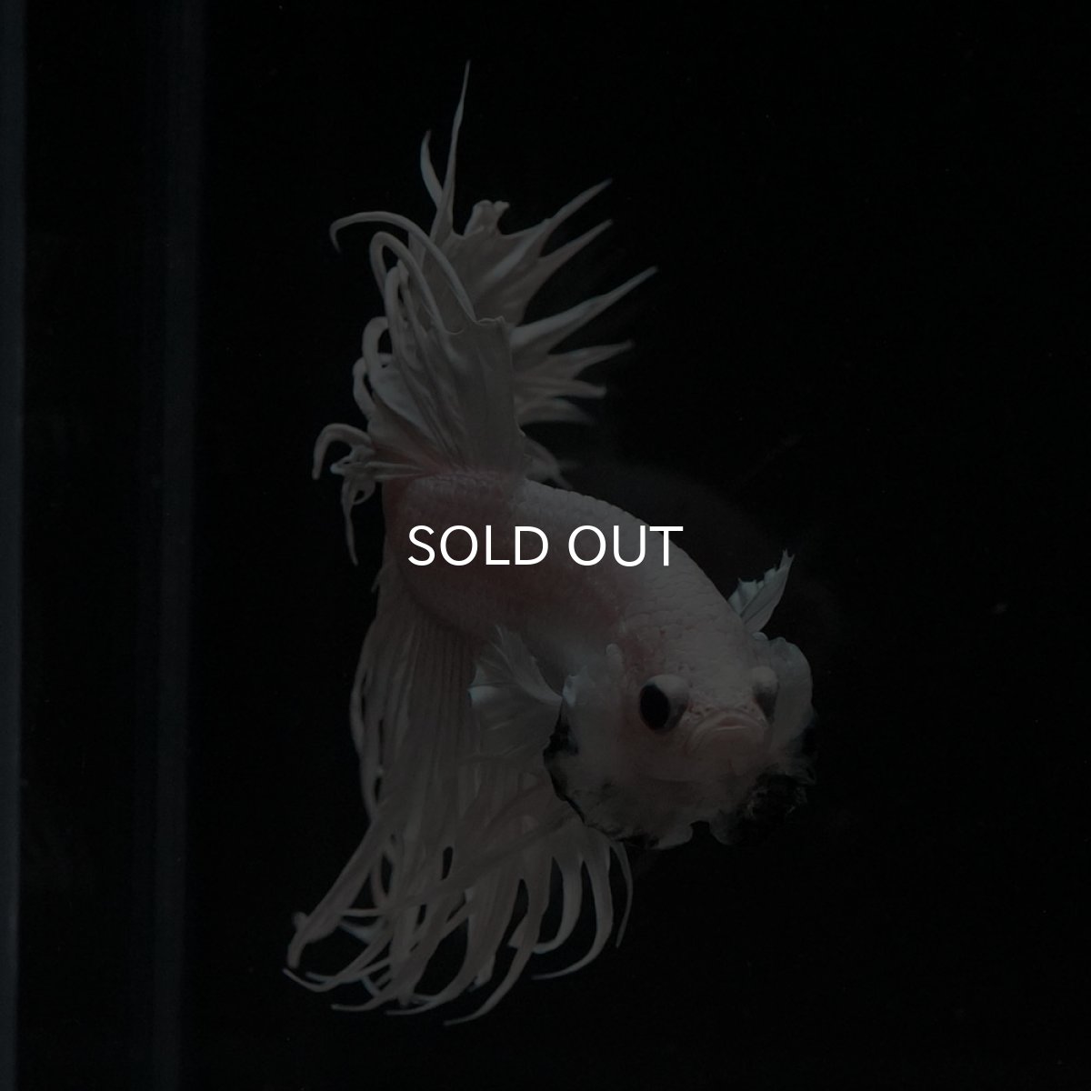 画像2: CT　ホワイト (2)