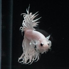 画像2: CT　ホワイト (2)