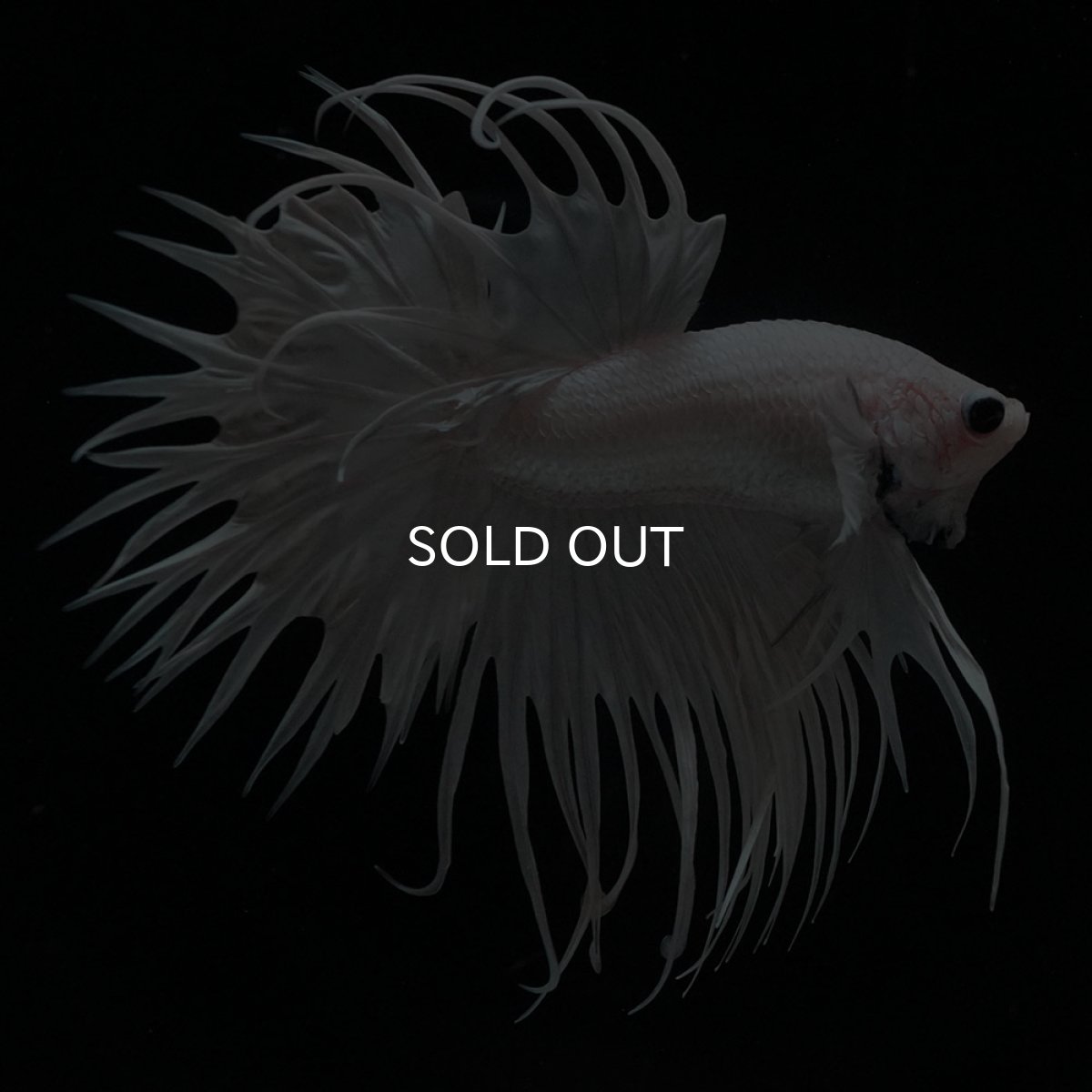 画像1: CT　ホワイト (1)