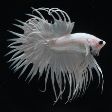 画像1: CT　ホワイト (1)