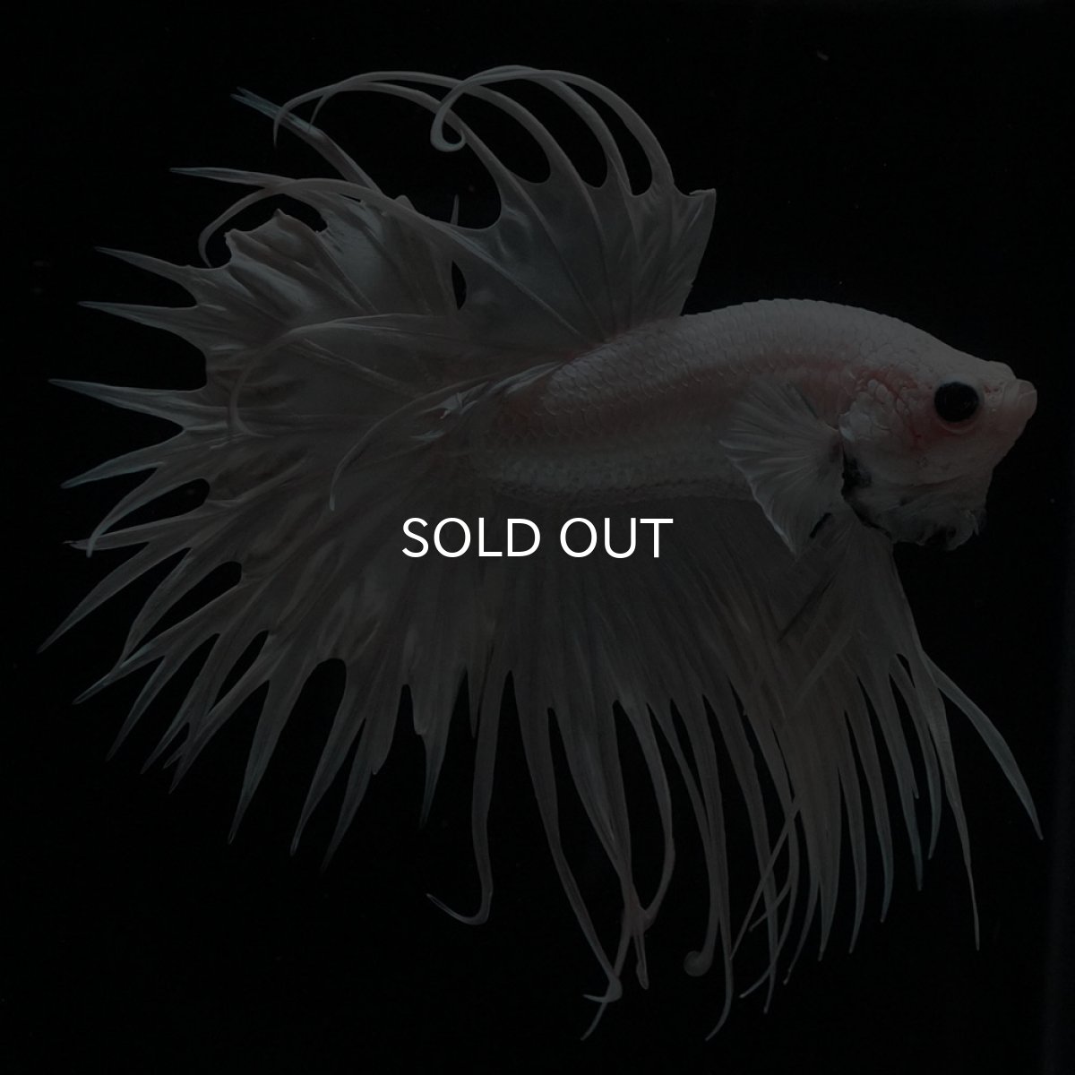 画像6: CT　ホワイト (6)