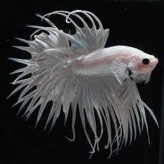 画像6: CT　ホワイト (6)