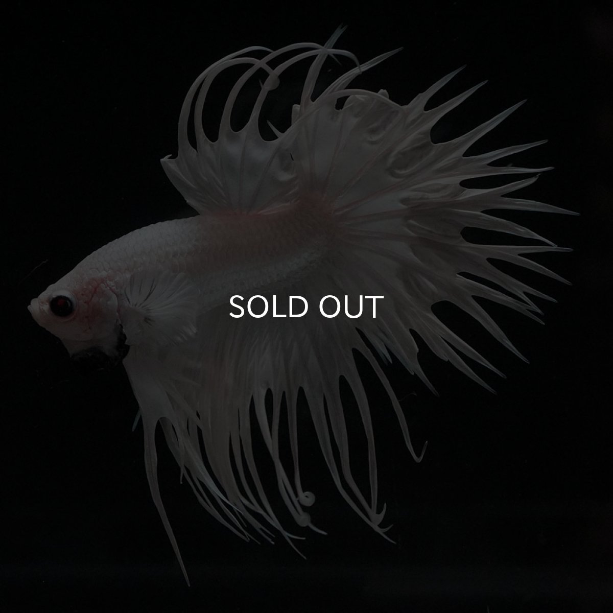 画像3: CT　ホワイト (3)