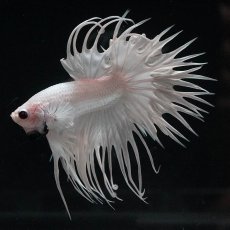 画像3: CT　ホワイト (3)