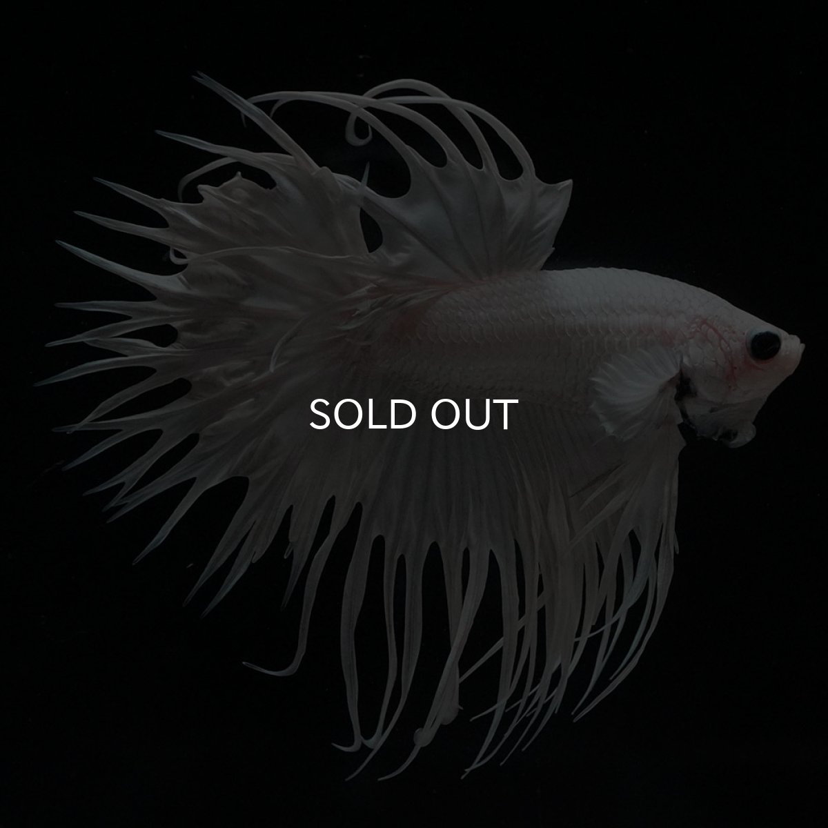 画像4: CT　ホワイト (4)