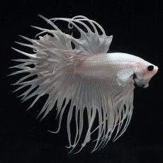 画像4: CT　ホワイト (4)