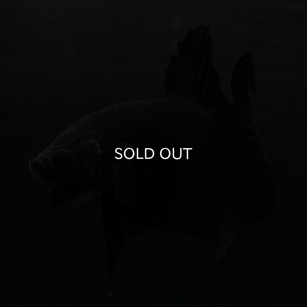 画像3: HMPK　ソリッドブラック (3)