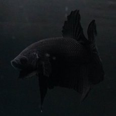 画像3: HMPK　ソリッドブラック (3)