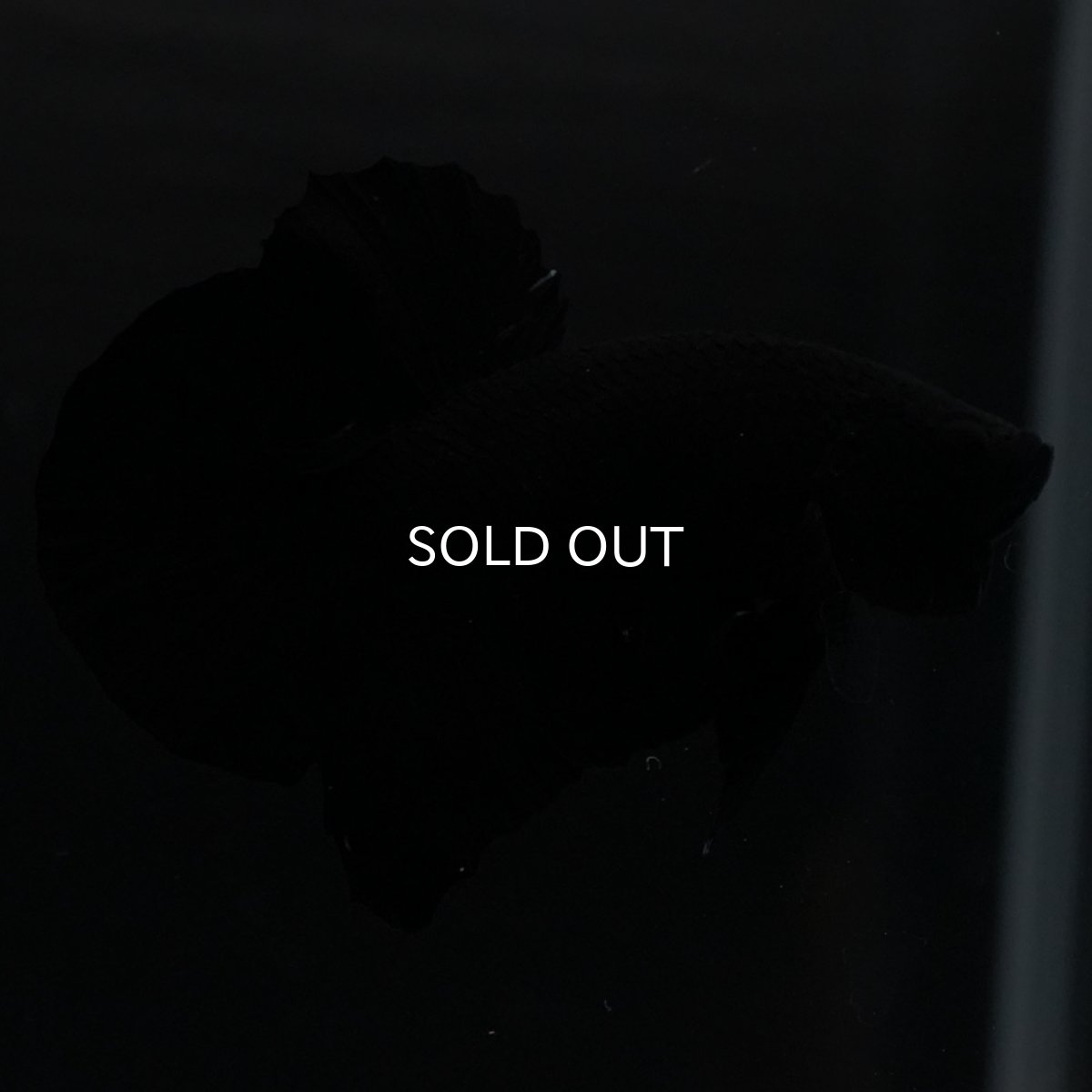 画像11: HMPK　ソリッドブラック (11)