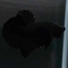 画像11: HMPK　ソリッドブラック (11)