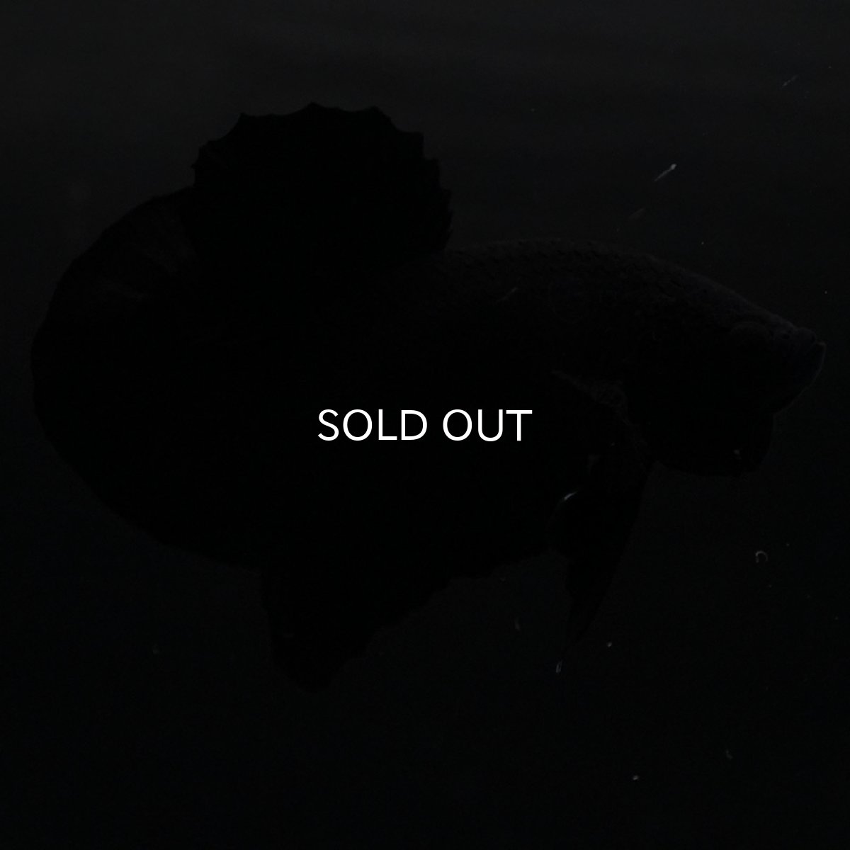 画像10: HMPK　ソリッドブラック (10)