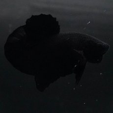 画像10: HMPK　ソリッドブラック (10)