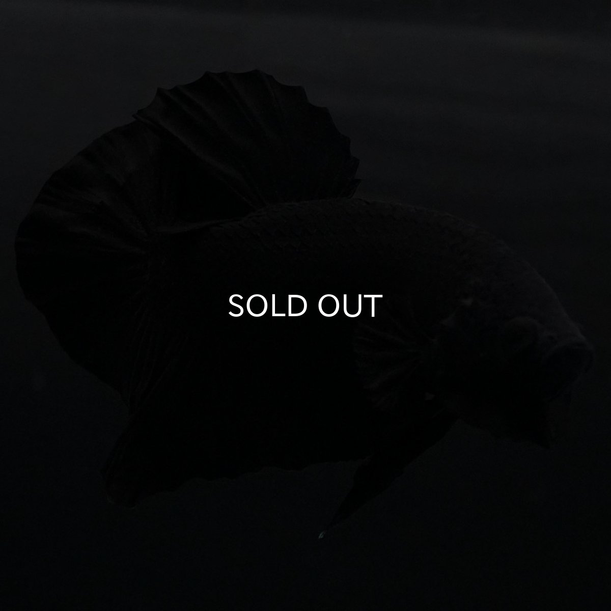 画像2: HMPK　ソリッドブラック (2)