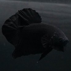 画像2: HMPK　ソリッドブラック (2)