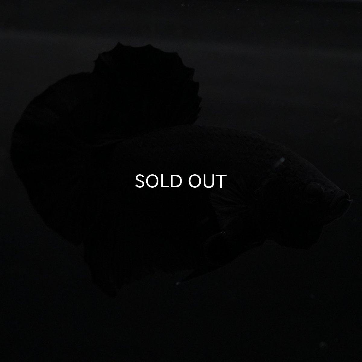 画像9: HMPK　ソリッドブラック (9)