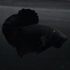 画像9: HMPK　ソリッドブラック (9)