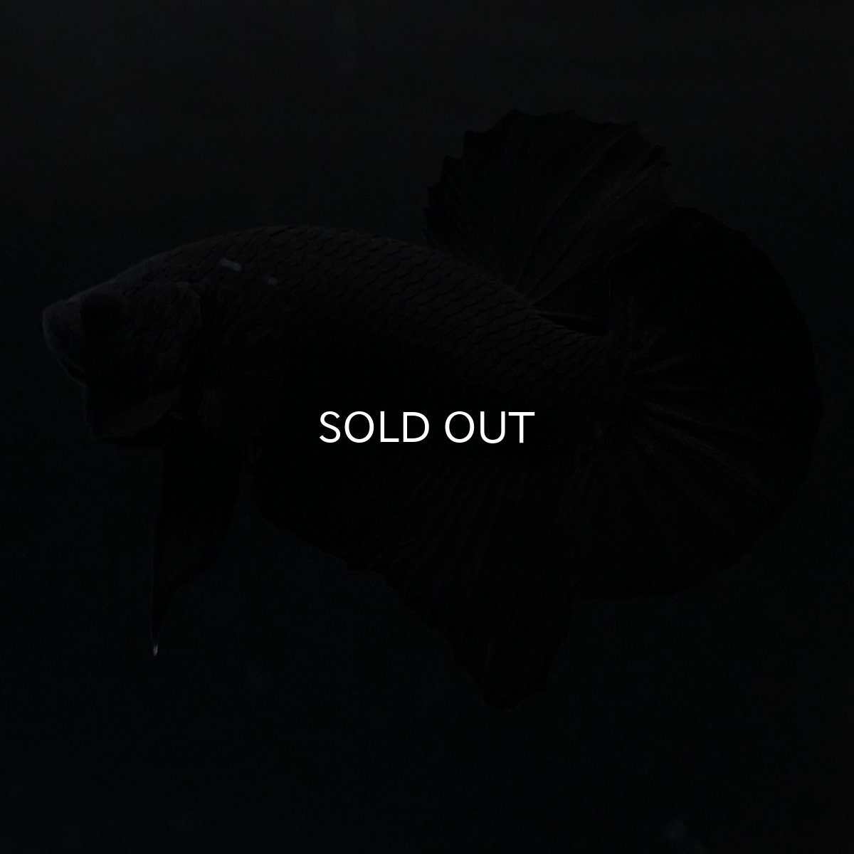 画像1: HMPK　ソリッドブラック (1)