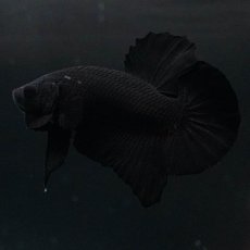 画像1: HMPK　ソリッドブラック (1)