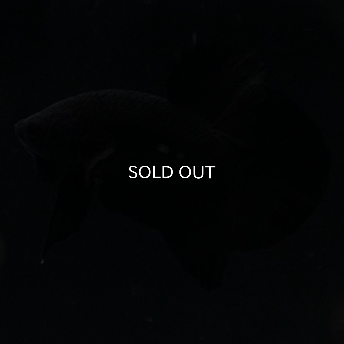 画像8: HMPK　ソリッドブラック (8)