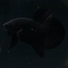 画像8: HMPK　ソリッドブラック (8)