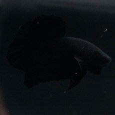 画像7: HMPK　ソリッドブラック (7)