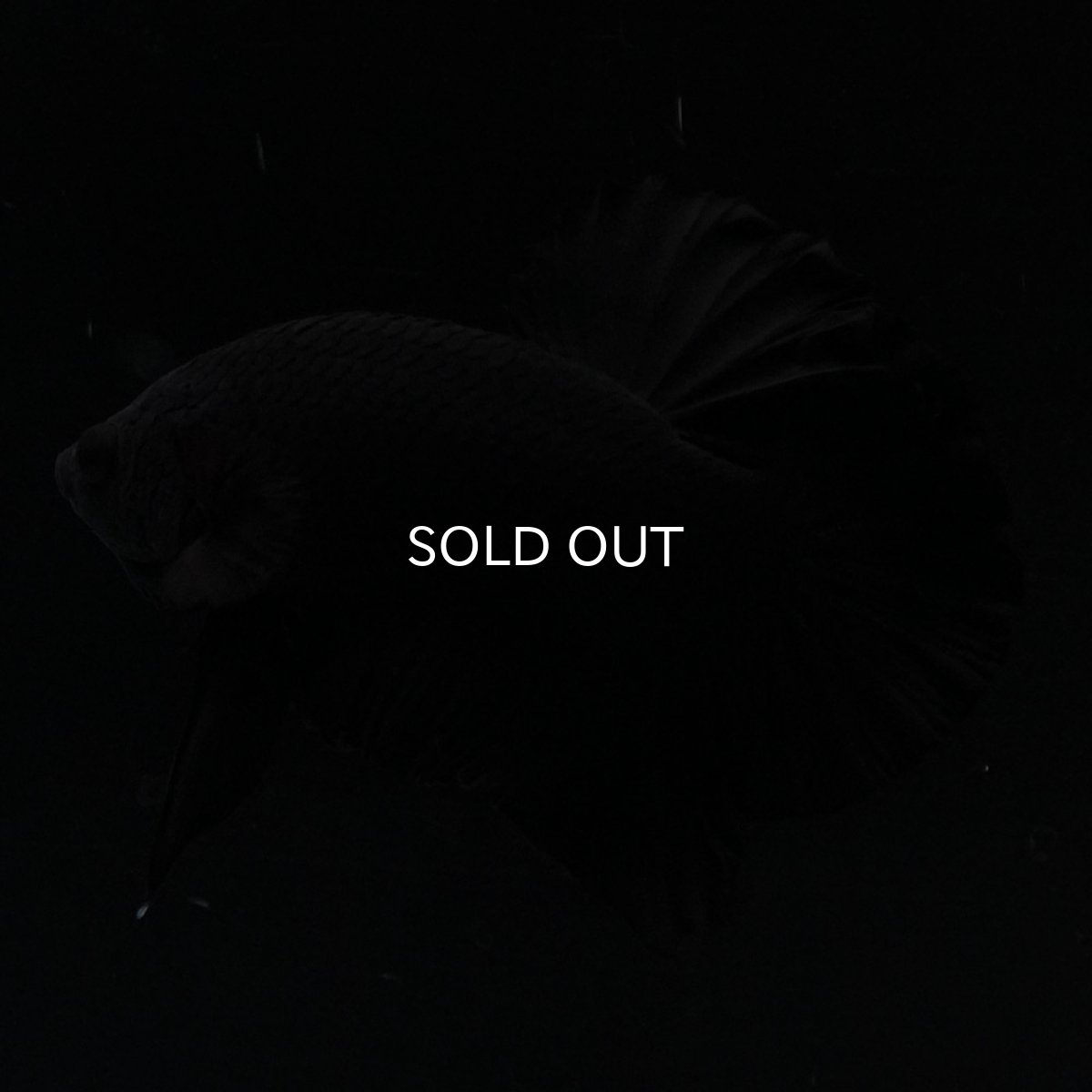 画像5: HMPK　ソリッドブラック (5)