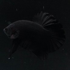 画像5: HMPK　ソリッドブラック (5)