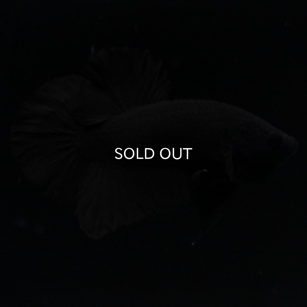 画像6: HMPK　ソリッドブラック (6)