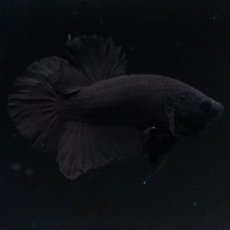 画像6: HMPK　ソリッドブラック (6)