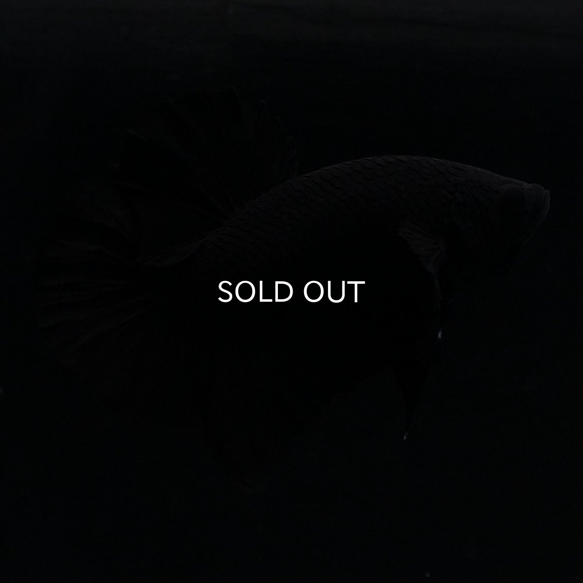 画像4: HMPK　ソリッドブラック (4)