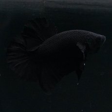 画像4: HMPK　ソリッドブラック (4)