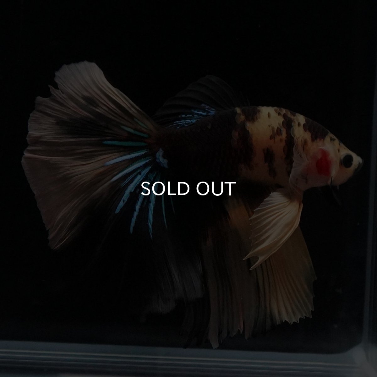 画像6: HM　イエロータイガー (6)