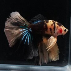 画像6: HM　イエロータイガー (6)