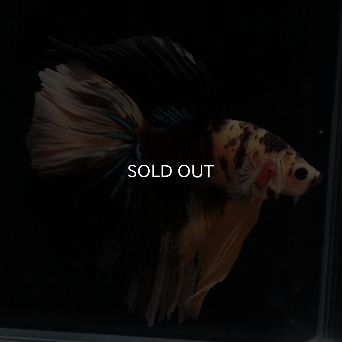 画像4: HM　イエロータイガー (4)