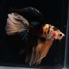 画像4: HM　イエロータイガー (4)