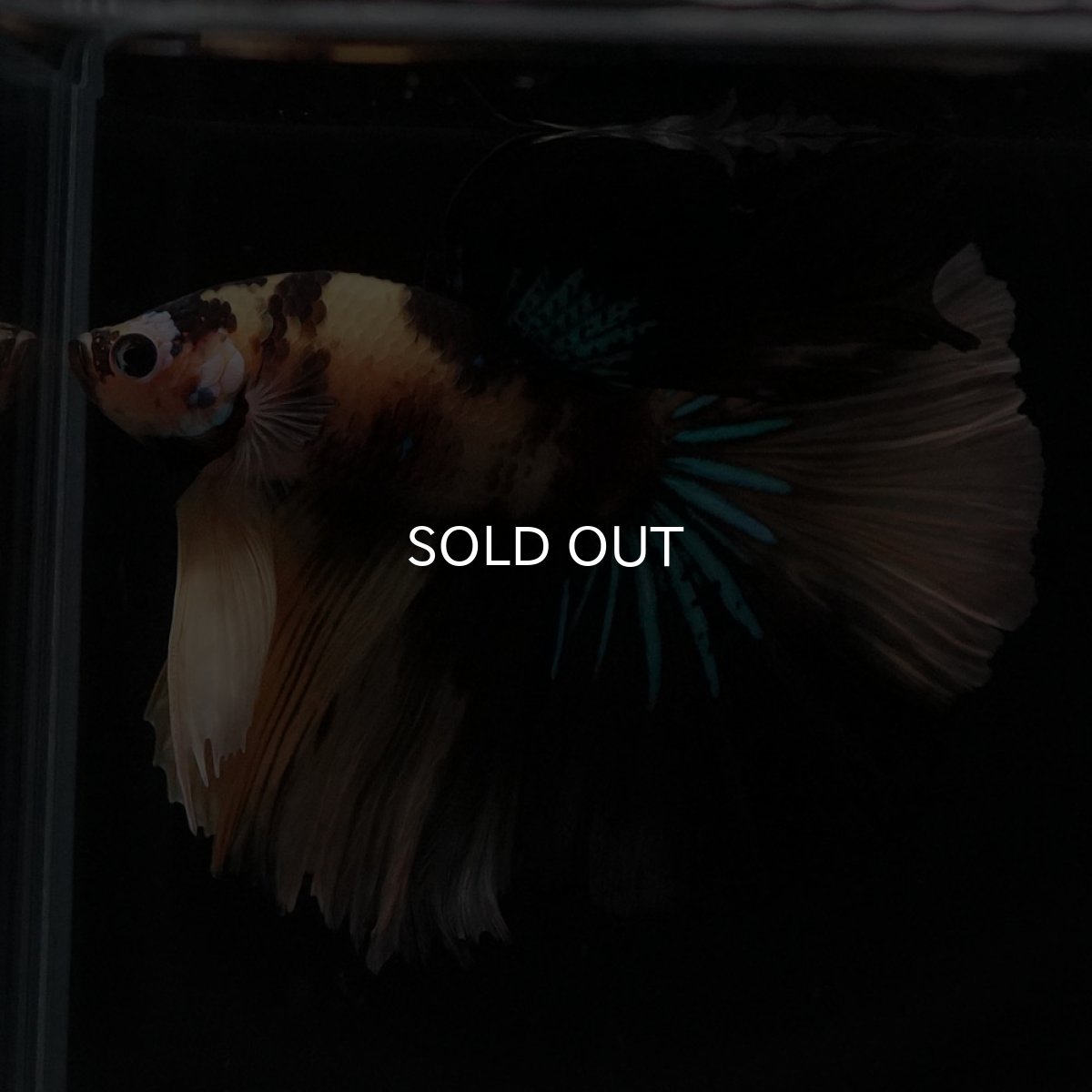 画像3: HM　イエロータイガー (3)