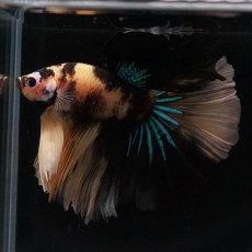 画像3: HM　イエロータイガー (3)