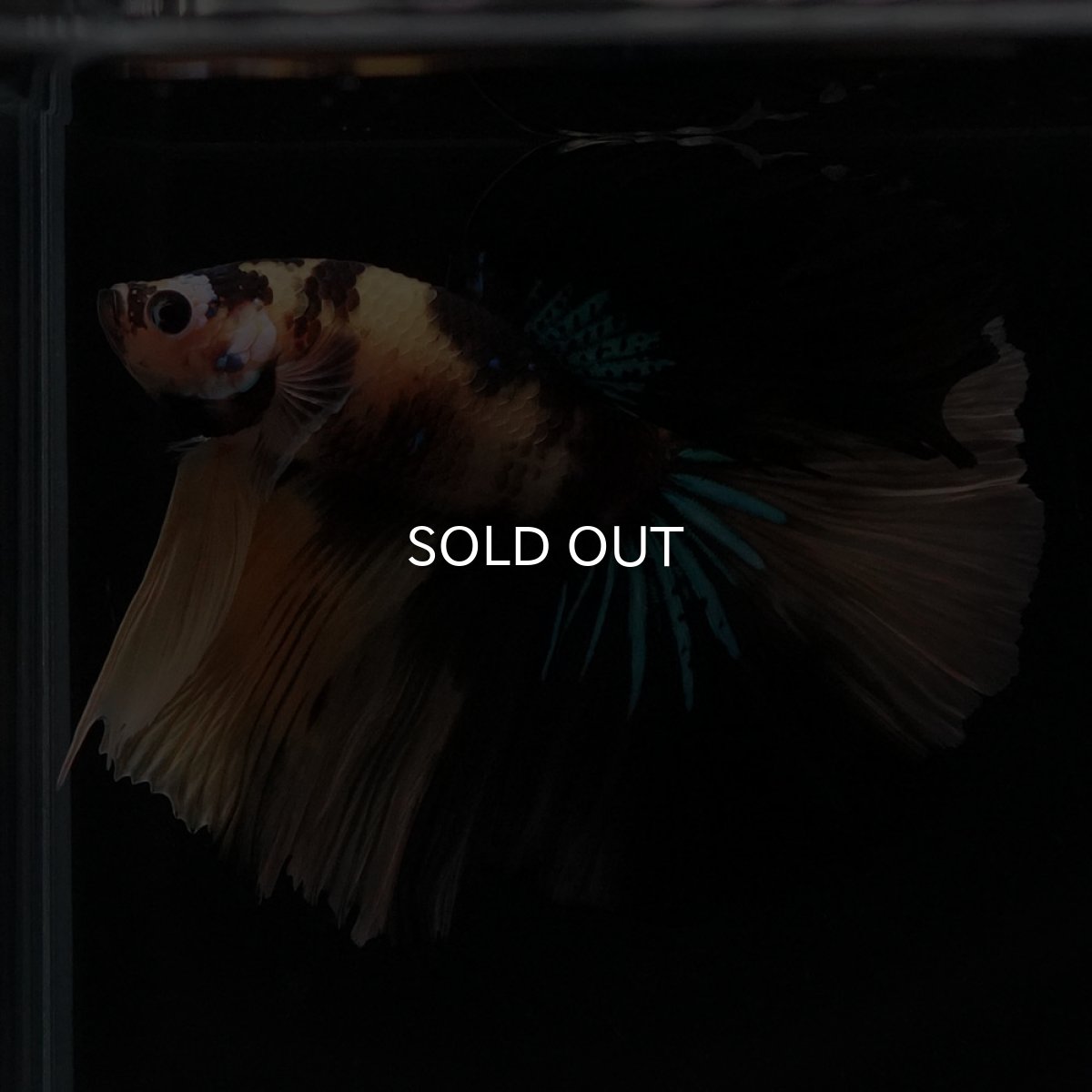 画像1: HM　イエロータイガー (1)