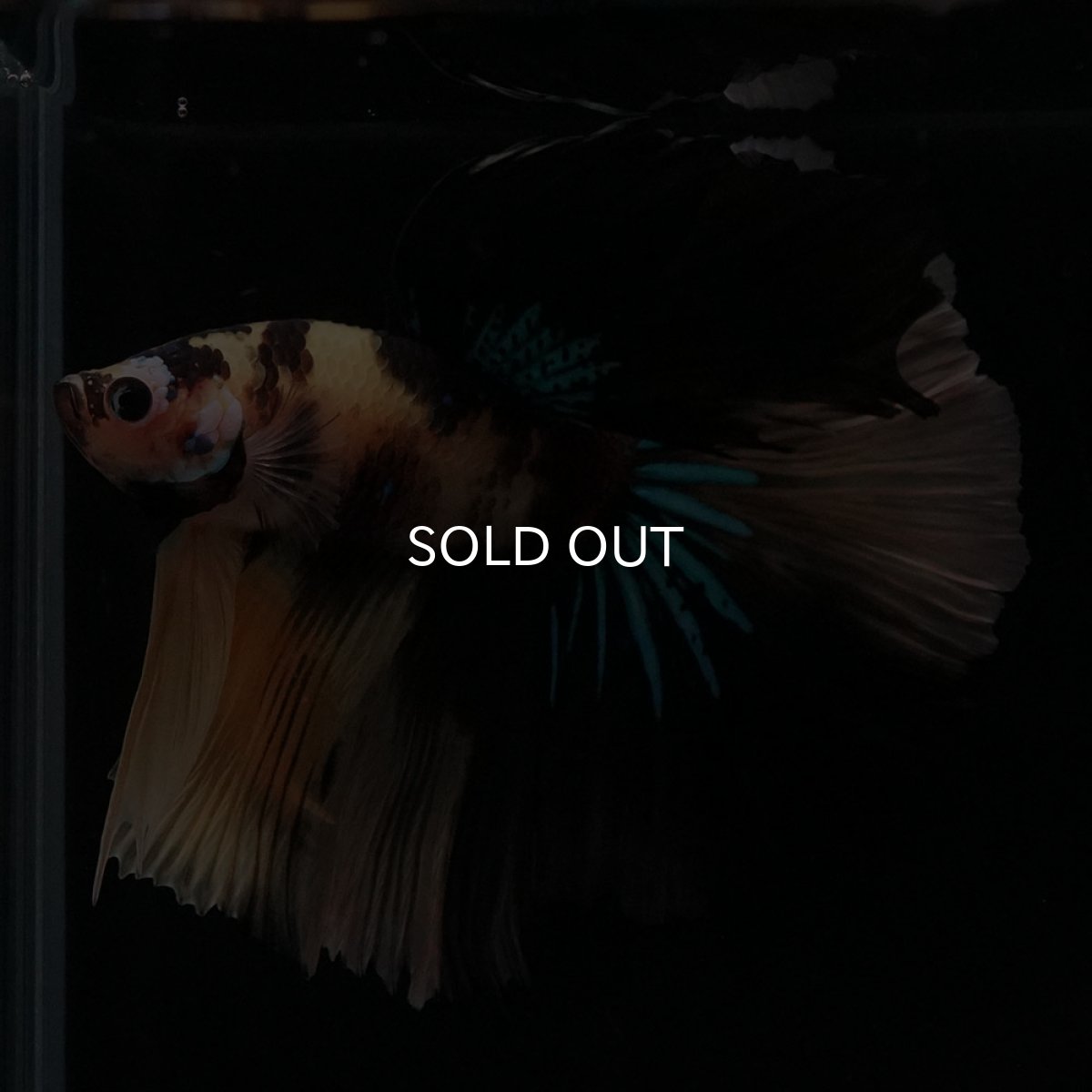 画像7: HM　イエロータイガー (7)