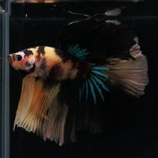 画像7: HM　イエロータイガー (7)