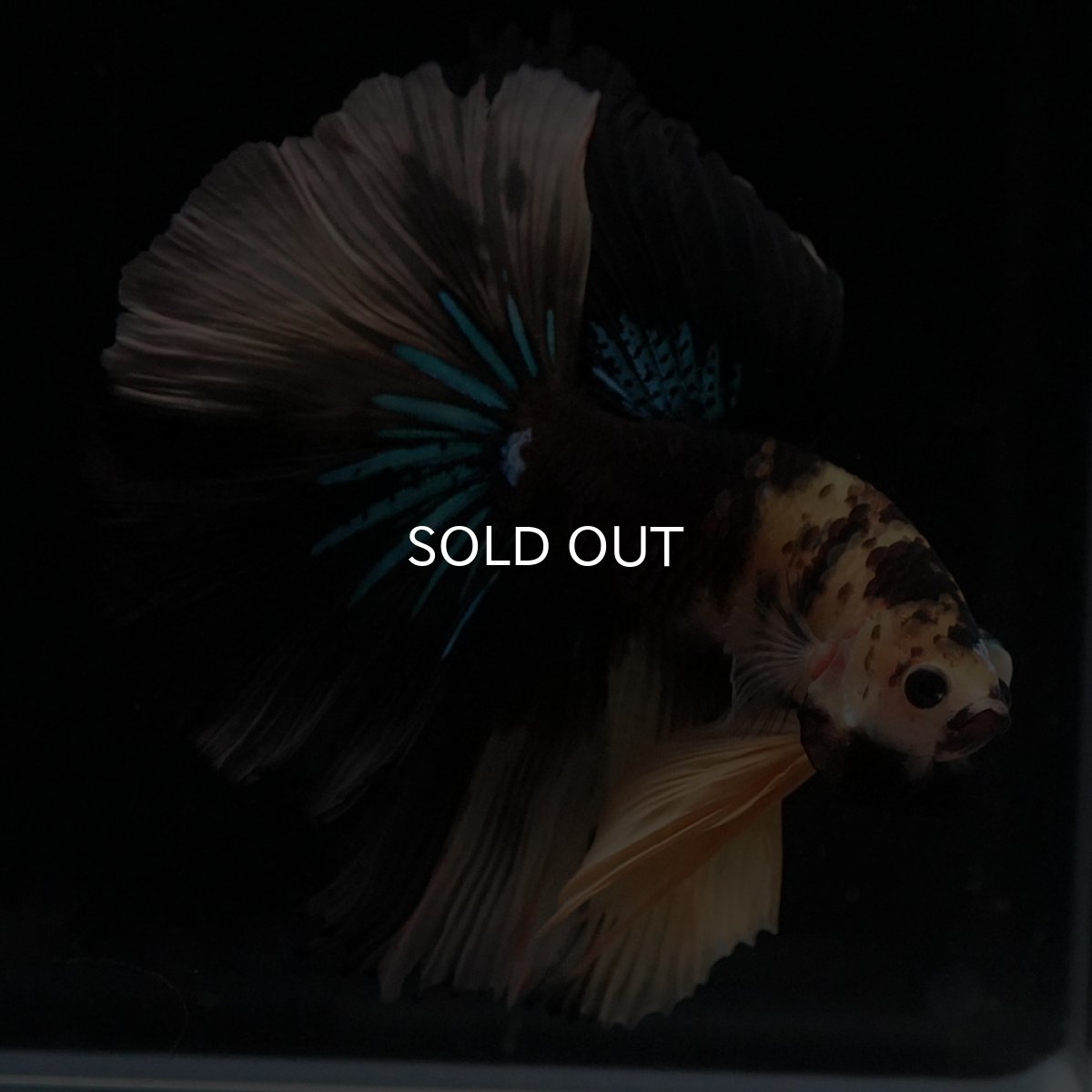 画像2: HM　イエロータイガー (2)