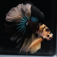 画像2: HM　イエロータイガー (2)