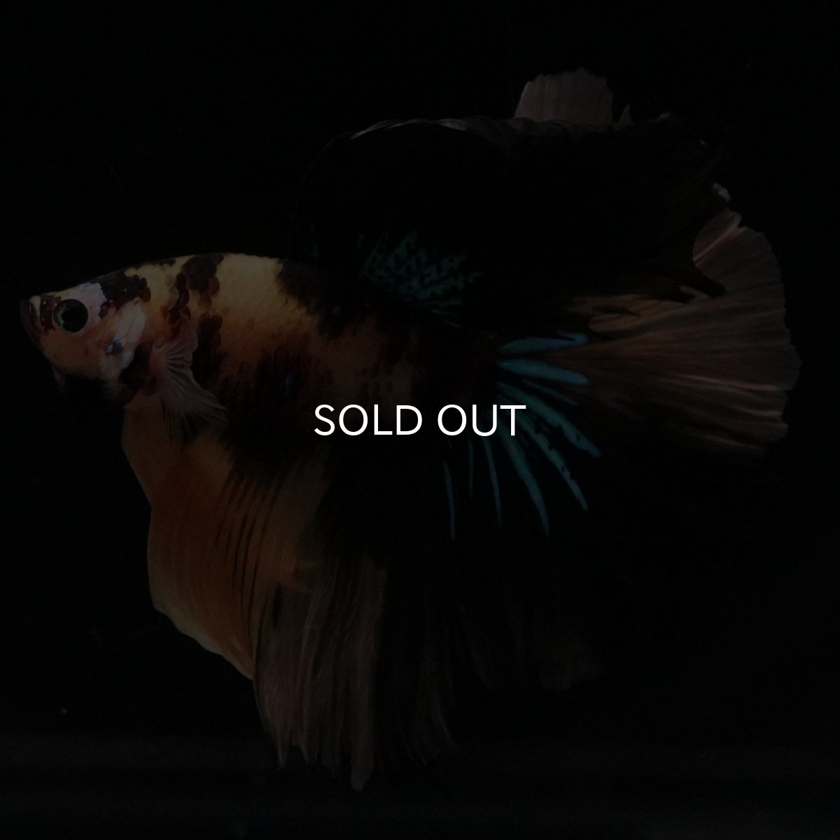 画像5: HM　イエロータイガー (5)