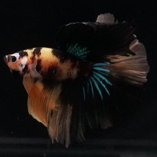 画像5: HM　イエロータイガー (5)