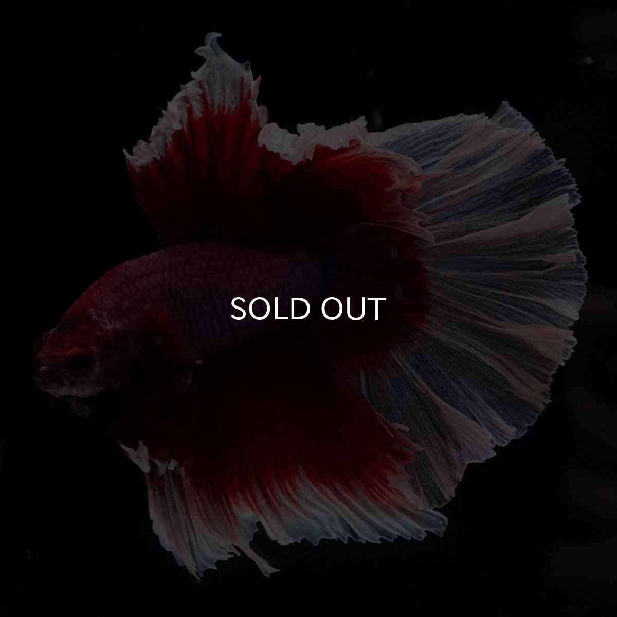 画像1: HM　ラベンダーバタフライ (1)