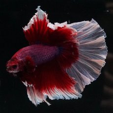 画像1: HM　ラベンダーバタフライ (1)