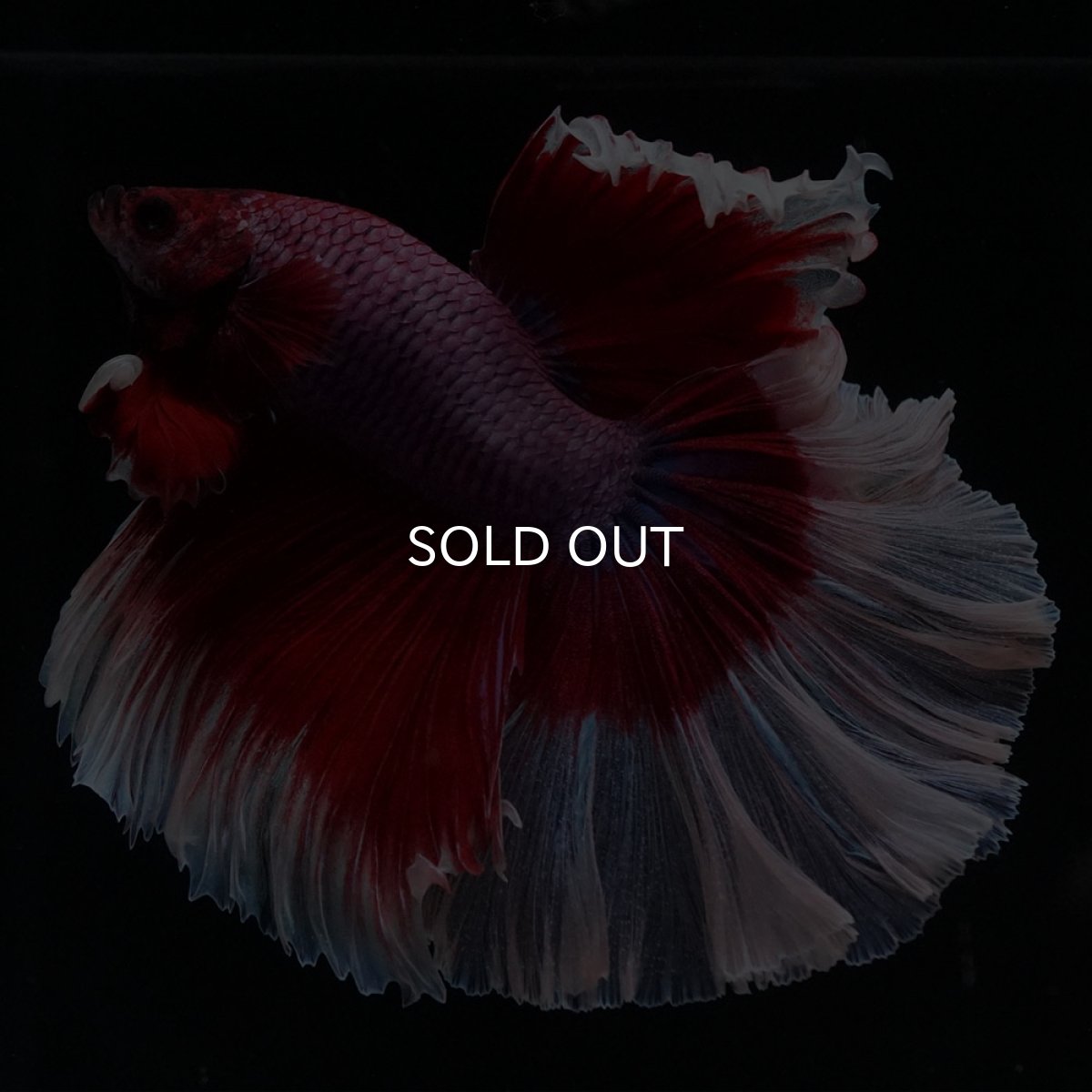 画像4: HM　ラベンダーバタフライ (4)