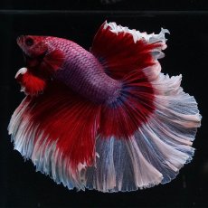 画像4: HM　ラベンダーバタフライ (4)