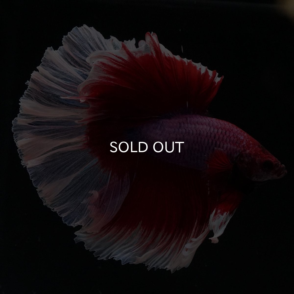 画像2: HM　ラベンダーバタフライ (2)